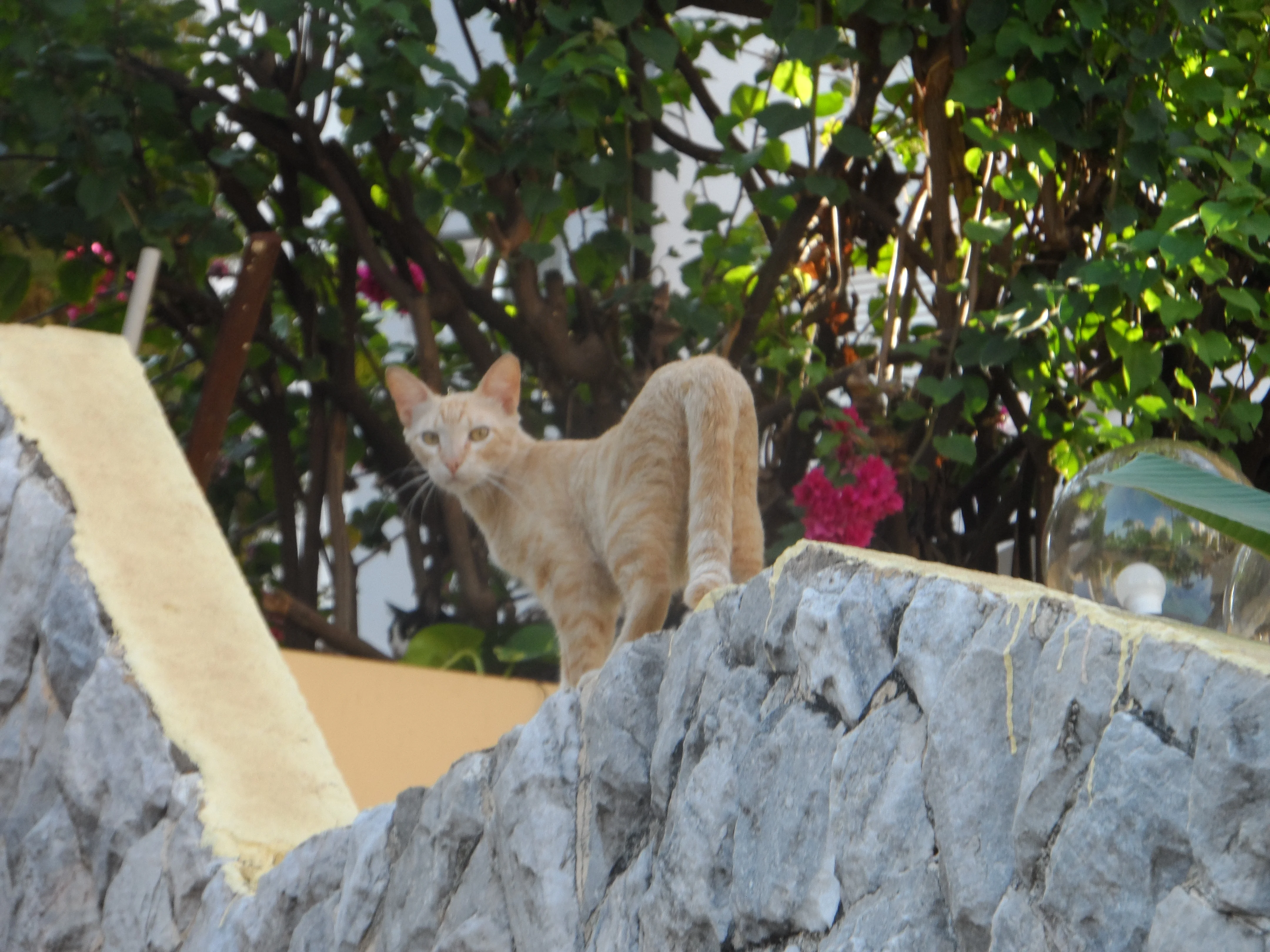_An orange cat walking on top a stoned wall between two homes.