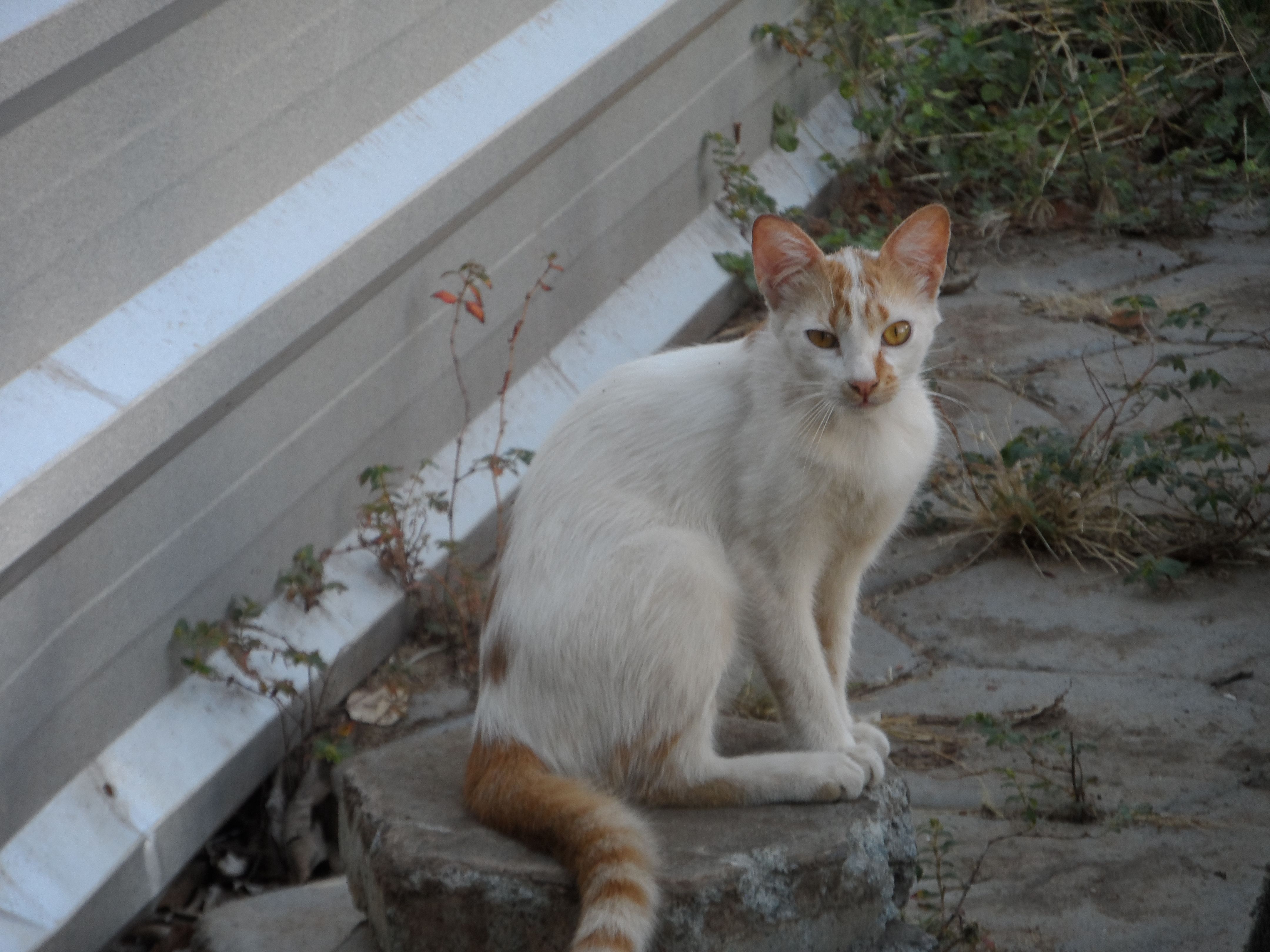 An orange and white cat poses for me among broken concrete and overgrown plants.