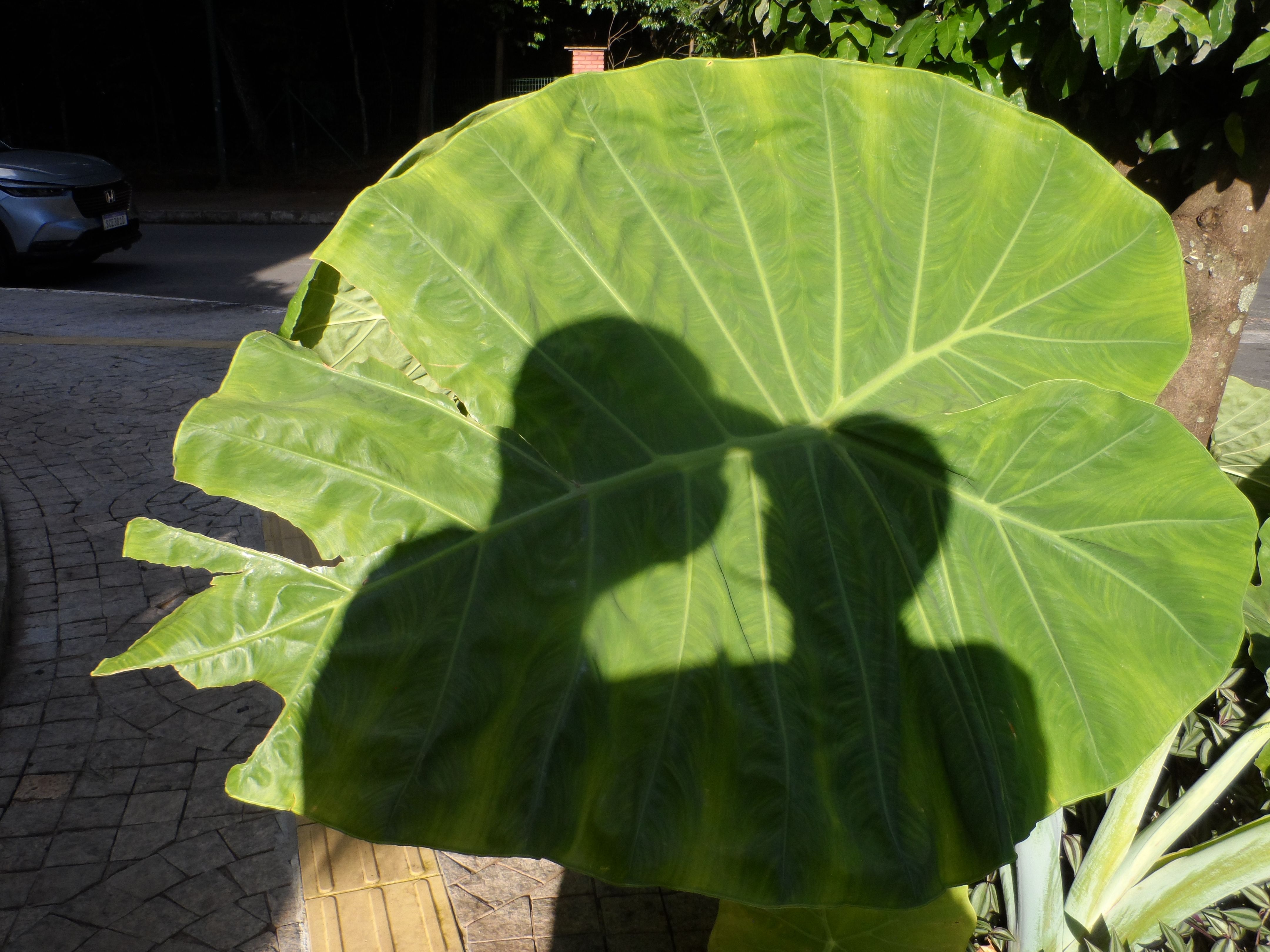 The shadows of my spouse and I projected onto an elephant ear plant.