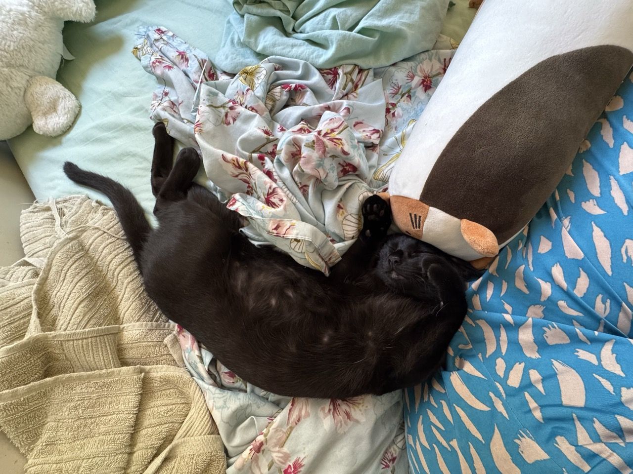 Morceguinho, our black kitten, sleeping belly up and very content next to me as I write this post.