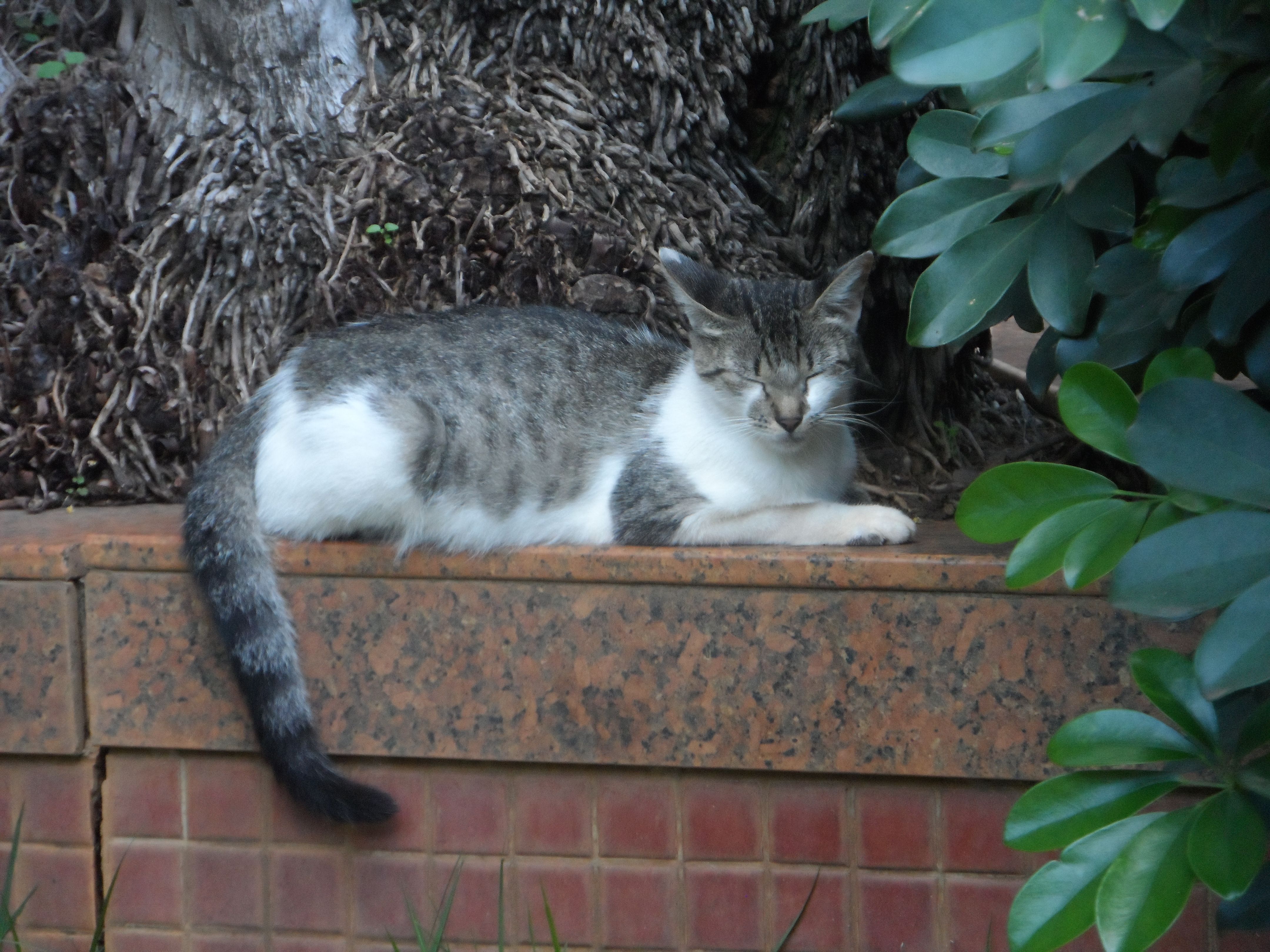 A tabby cat lying next to a flowerbed.